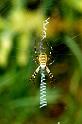 Argiope_bruennichi_P1497_Z_84_Les Gris_Frankrijk